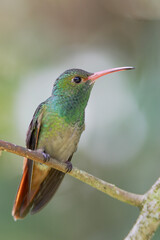 Rufous-tailed hummingbird (Amazilia tzacatl) perched on branch, Alambi, Ecuador