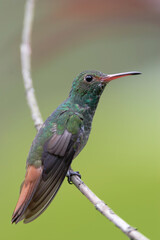 Fototapeta na wymiar Rufous-tailed hummingbird (Amazilia tzacatl) perched on branch, Alambi, Ecuador