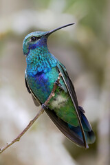 Sparkling violetear (Colibri coruscans) perched on branch, Alambi, Ecuador