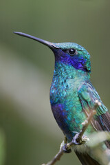 Sparkling violetear (Colibri coruscans) perched on branch, Alambi, Ecuador