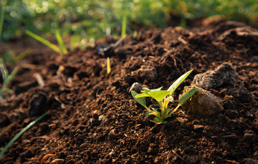 Agricultural Crops and Green Plants
