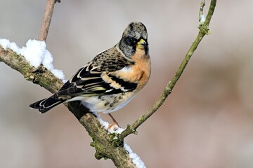 Ein Bergfink (Fringilla montifringilla) im Winter auf einem Zweig.