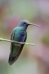 Fototapeta premium Sparkling violetear (Colibri coruscans) perched on branch, Alambi, Ecuador