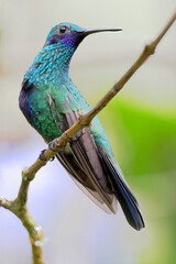 Sparkling violetear (Colibri coruscans) perched on branch, Alambi, Ecuador