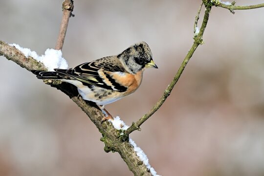 Ein Bergfink (Fringilla montifringilla) im Winter auf einem Zweig.