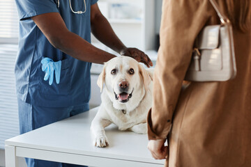 Domestic purebred labrador lying on medical table during examination and looking at pet owner standing in front of veterinarian