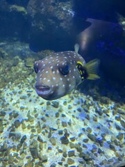 fish in aquarium