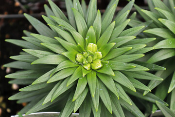 The green spiky foliage on lily plants