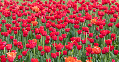 Field of red tulips. Spring flowers.