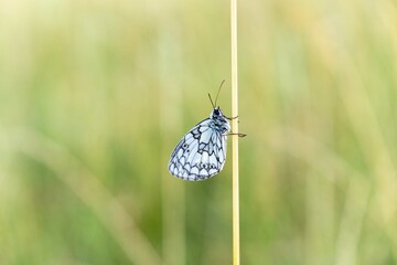 White butterfly on leaf. Slovakia