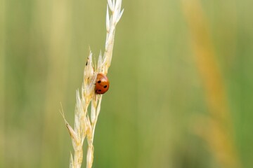 Ladybug on a plant. Slovakia	