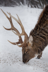 A deer is eating food in the snow in close-up.