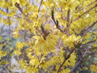 Spring tree flowering - Forsythia flower. Slovakia