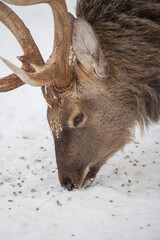 A deer is eating food in the snow in close-up.