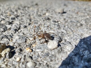 Spider on the road during sunny day. Sovakia