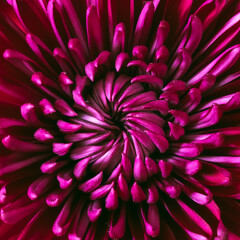 Close up photograph of purple chrysanthemum. Macro photography. Purple flower. 