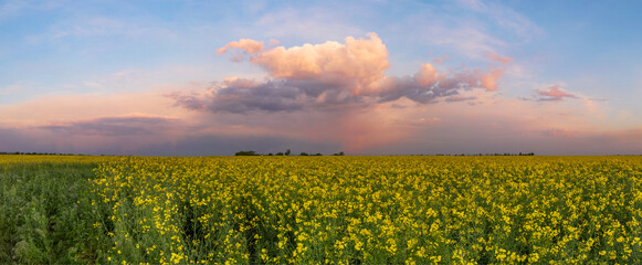 blooming yellow rape, oil canola or colza field at vibrant and colorful sunset
