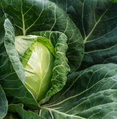 head of young green cabbage close-up.