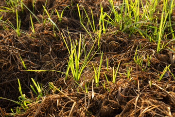 Grass and Leaf Texture Image