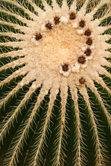 Obraz premium Pattern of thorns on a cactus 