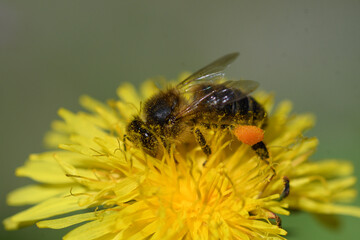 Close-up of a honey bee feeding on a dandelion flower