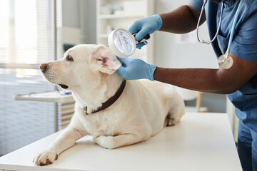 Gloved hands of veterinarian with magnifying glass examining ears of white labrador dog lying on...