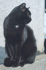 福岡県のネコ島・相島へのフェリー町営渡船しんぐう乗り場 相島渡船新宮待合所の野良猫たち