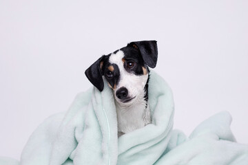 Funny wet puppy of the Jack Russell Terrier breed after bath wrapped in blue towel. Just washed cute dog in bathrobe on white background.