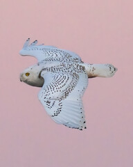 Obraz na płótnie Canvas Snowy Owl in Cambridge Maryland