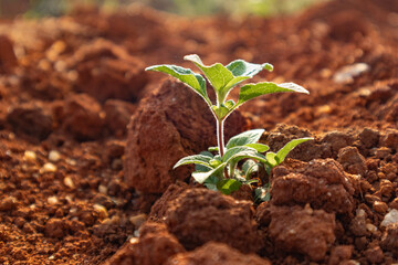 Agricultural Plants and Green Leafs in nature