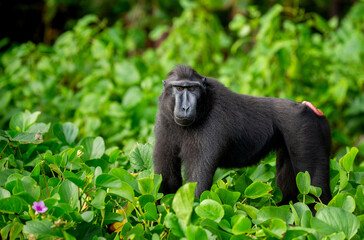 Obraz premium Celebes crested macaque among tropical vegetation. Indonesia. Sulawesi.