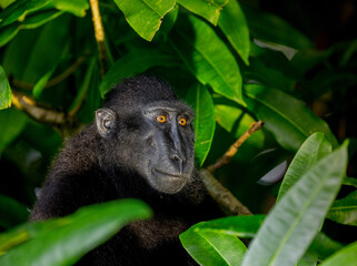 Portrait of celebes crested macaque among the leaves of a tropical forest. Indonesia. Sulawesi.