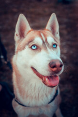 Siberian Husky Orange Dog