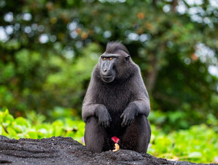 Celebes crested macaque is sitting on the sand against the backdrop of the jungle. Indonesia. Sulawesi.