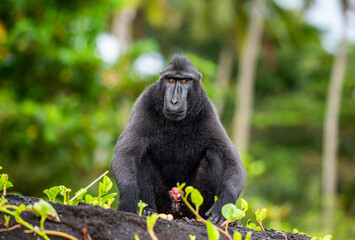 Obraz premium Celebes crested macaque is sitting on the sand against the backdrop of the jungle. Indonesia. Sulawesi.