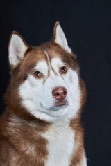 Portrait red beautiful Siberian Husky dog out isolated on black background.