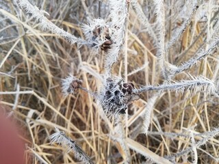 thistle in frost