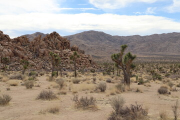 Joshua Tree Park, Californie