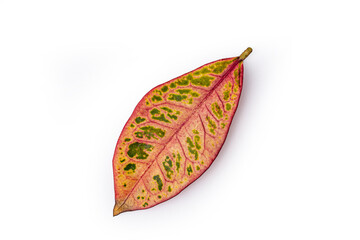 leaf from indoor croton flower on white background © Olga