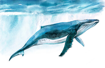 Вlue whale swims underwater. Watercolor illustration.Rays of  sun penetrate into  depths of ocean.