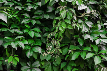 Background natural texture of nature leaves close-up. Trendy macro nature and copy space.