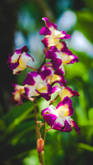 A vertical closeup shot of blooming Dendrobium flowers