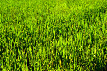 Full frame of green rice plants with beautiful sunlight in paddy field, planting rice farm in Thailand. Nature background.