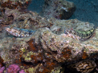 Variegated Lizardfish (Synodus variegatus) in the Red Sea, Egypt