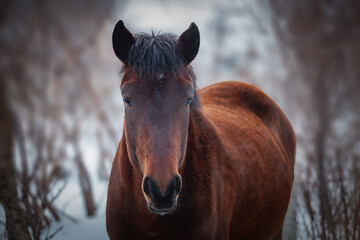 Pacer horse on the snow. Pacers are very tame and breed locally. Pacer colours vary. Pacer horse racing is very popular and pacers is the best for ride.