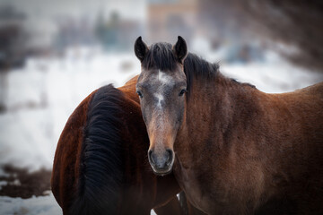 Pacer horse on the snow. Pacers are very tame and breed locally. Pacer colours vary. Pacer horse...