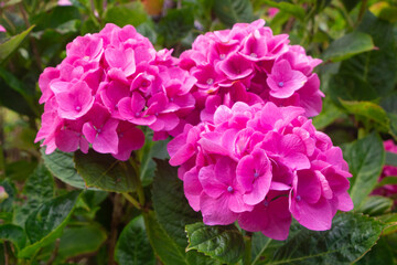 Pink hydrangea flowers in a garden