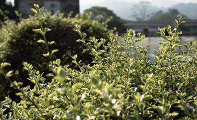 Green Branches and Fresh Leafs