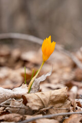 Beautiful orange flower crocus in the forest in late winter and early spring. Sunny picture in the woods.