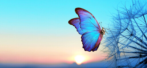 Natural pastel background. Morpho butterfly and dandelion. Seeds of a dandelion flower in drops of...